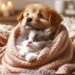 Эрика