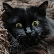 Милла