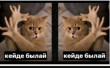 Аббас Оразбаев