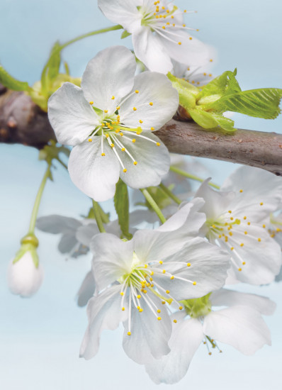 Фотообои «Blossom» (184 х 248 см)