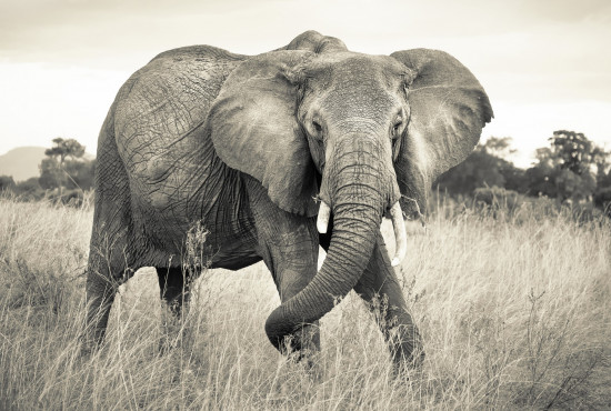 Фотообои «Elephant» (368 х 248 см)