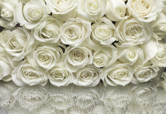 Фотообои «A la Rose» (368 х 254 см)