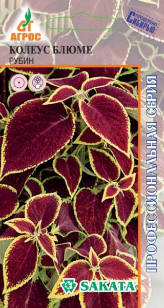 Семена. Колеус Блюме «Рубин» 10 шт | Sakata | Агрос
