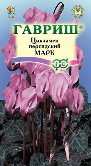 Семена. Цикламен персидский «Марк», 3 шт | Комнатные цветы | Гавриш