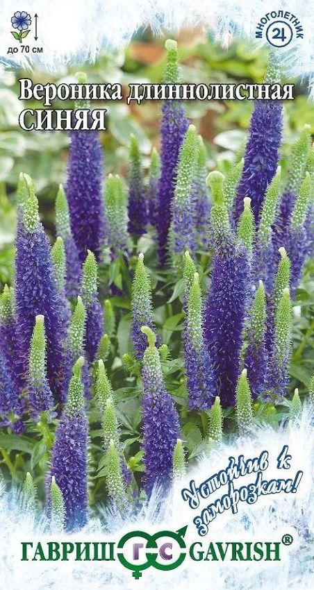 Семена. Вероника длиннолистная «Синяя», 0,02 г | Многолетние цветы (Гавриш) | Гавриш
