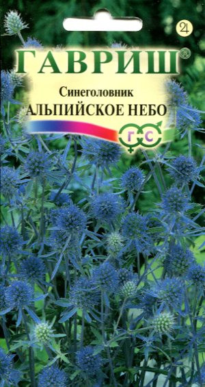 Семена. Синеголовник «Альпийское небо», 5 шт | Многолетние цветы (Гавриш) | Гавриш