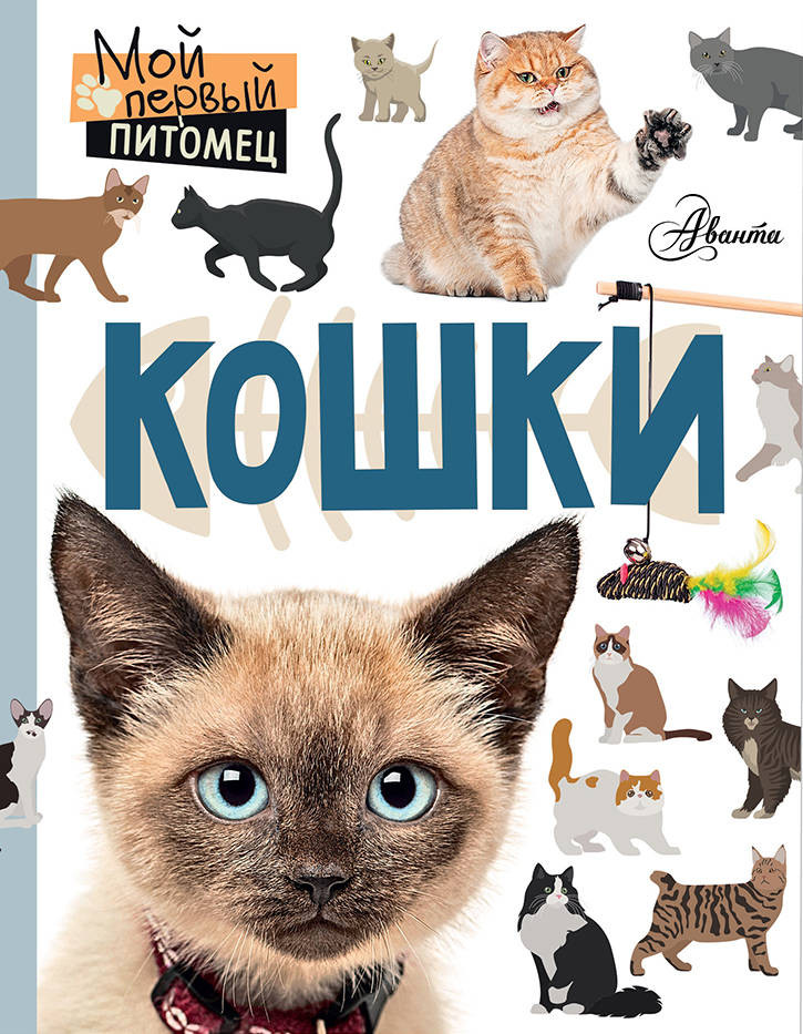 Кошки | Мой первый питомец