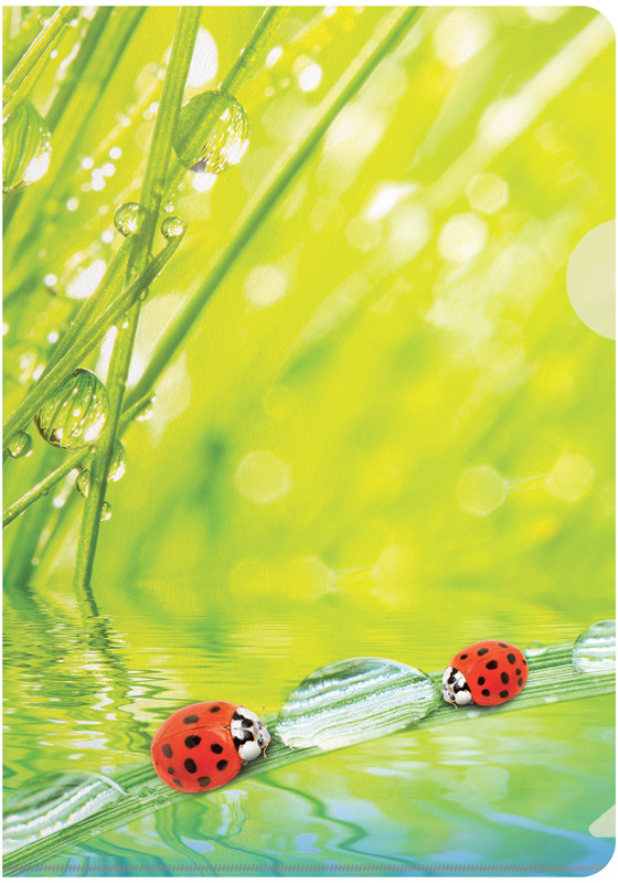 Папка-уголок | Ladybird | Berlingo