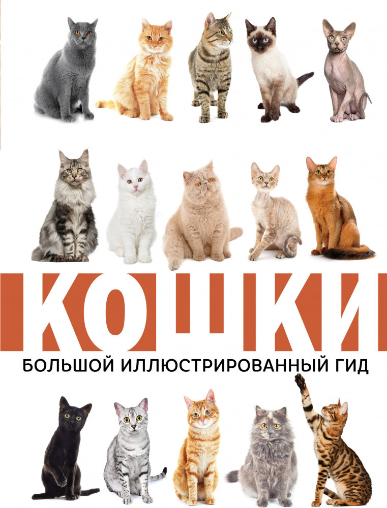 Кошки | Большой иллюстрированный гид