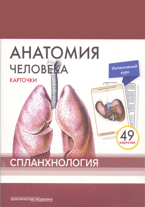 Анатомия человека. Спланхнология. Карточки