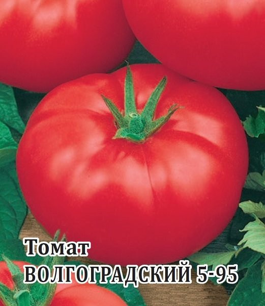 Семена. Томат «Волгоградский 5/95» | Фермерское подворье | Гавриш