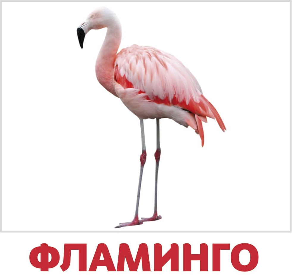 Набор из 20 карточек «Птицы» | Карточки Домана