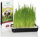 Трава для кошек «Овес»