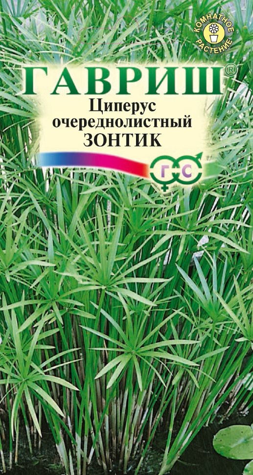 Циперус очереднолистный «Зонтик» | Гавриш