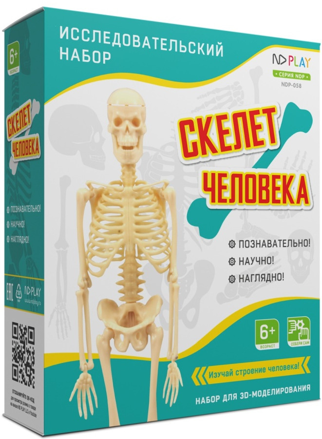 Набор исследовательский «Скелет человека» | ND Play