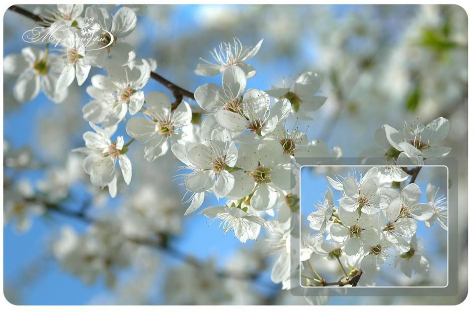 Салфетка сервировочная «Цветущая вишня» | Мультидом Трейдинг