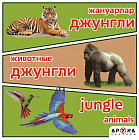 Жануарлар. Животные. Джунгли