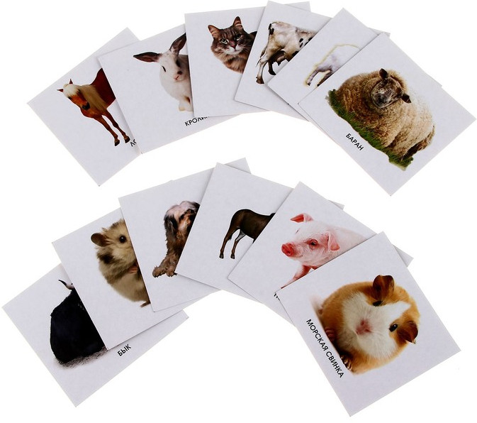 Домашние животные | Карточки для развития ребенка