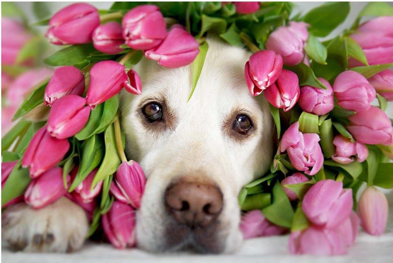 Картина-мозаика 3D с нанесенной рамкой «Лабрадор в тюльпанах» | Molly