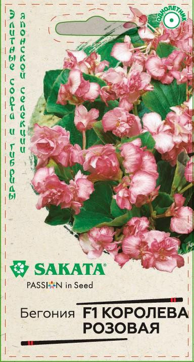 Бегония «Королева розовая» | Саката | Гавриш