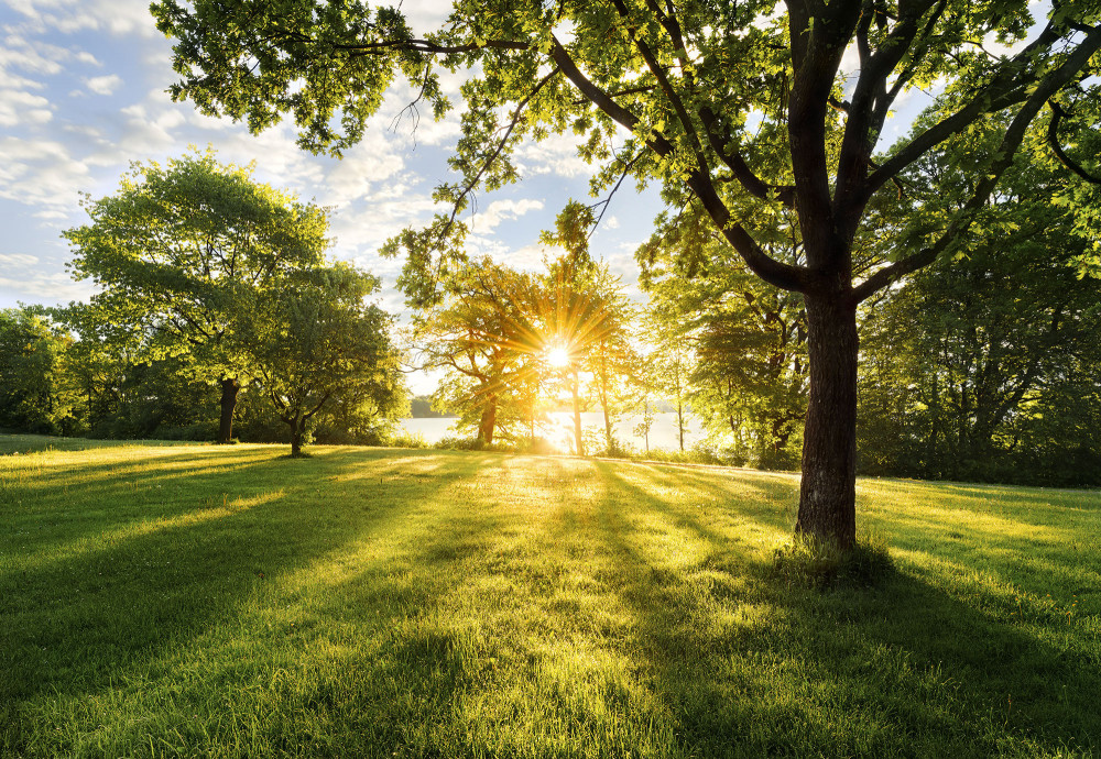 Фотообои «Золотое мгновение» | Природа | Komar