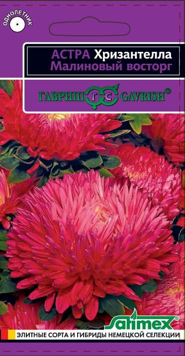 Хризантелла «Малиновый восторг» | Гавриш