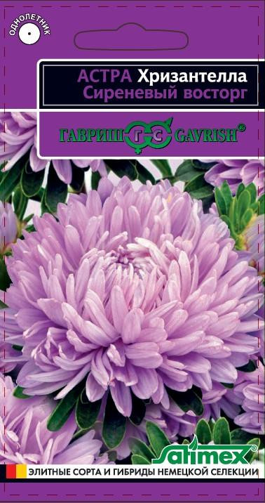 Хризантелла «Сиреневый восторг» | Гавриш