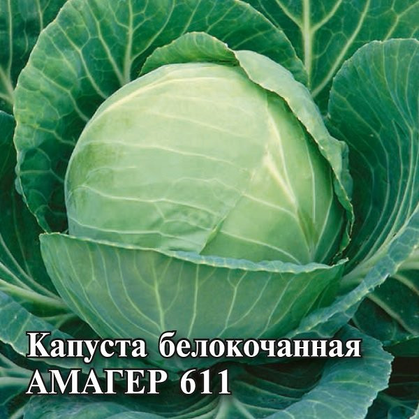 Капуста белокочанная для хранения «Амагер 611» | Фермерское подворье | Гавриш