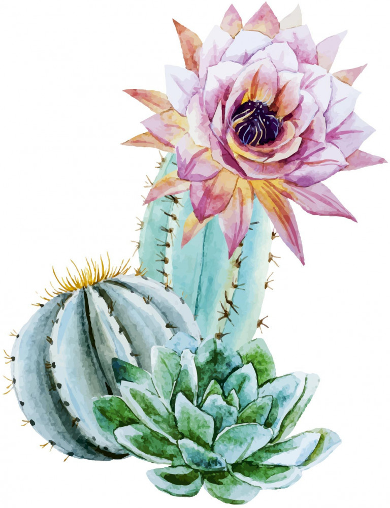 Картина по номерам на холсте «Цветущий кактус» | Рыжий кот