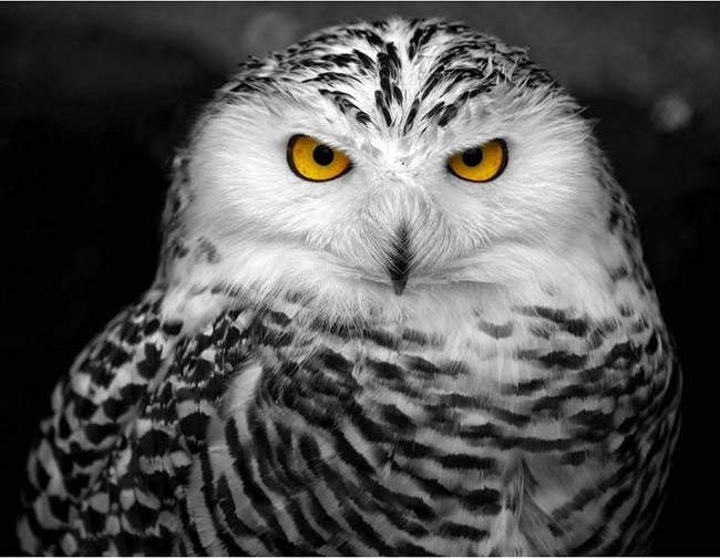 Картина по номерам «Мудрая сова» | Рыжий кот