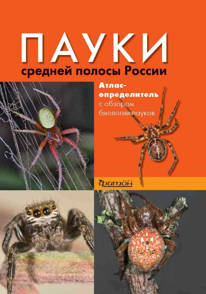Пауки средней полосы России