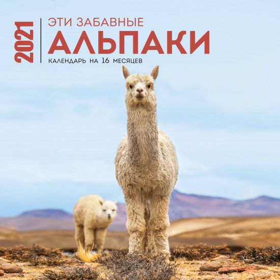 Эти забавные альпаки. Календарь настенный на 16 месяцев на 2021 год