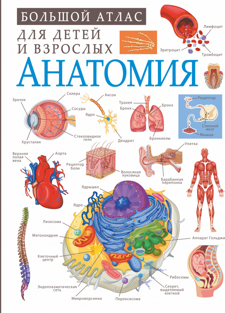 Анатомия | Большой атлас для детей и взрослых