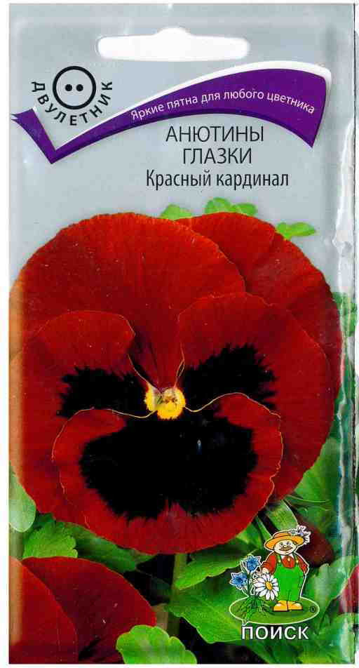 Виола «Красный кардинал» | Поиск