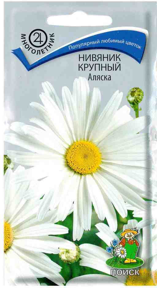Нивяник «Аляска крупный» | Поиск