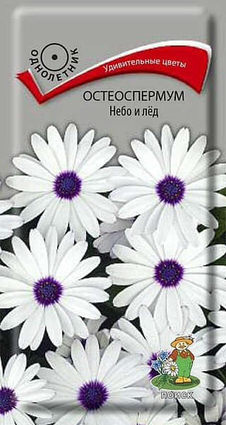 Остеоспермум «Небо и лед» | Поиск