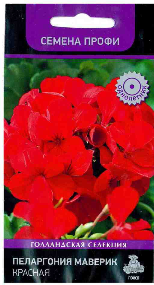 Пеларгония «Маверик Красная» | Поиск