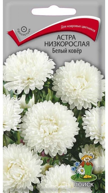 Астра низкорослая «Белый ковёр» | Поиск