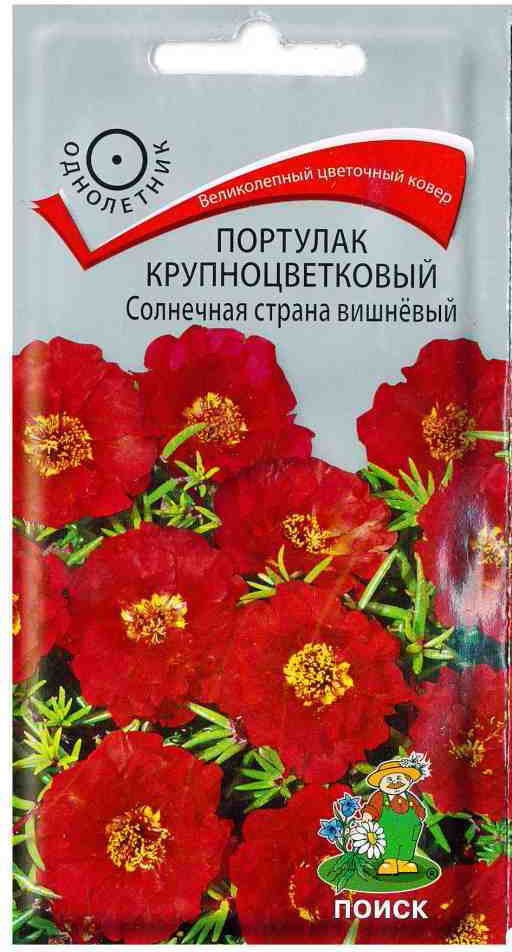 Портулак «Солнечная страна вишневый» | Поиск