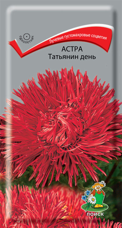 Астра «Татьянин День» | Поиск