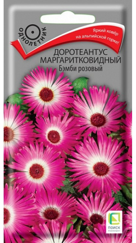 Доротеантус маргаритковидный «Бэмби розовый» | Поиск