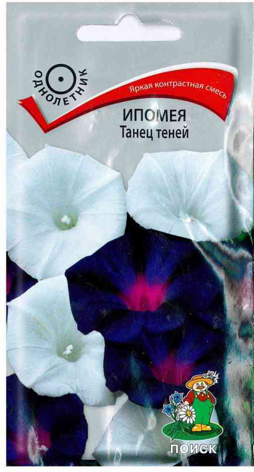 Ипомея «Танец теней» | Поиск