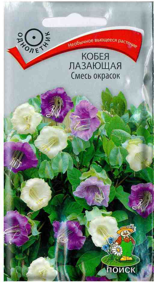 Кобея лазающая «Смесь окрасок» | Поиск