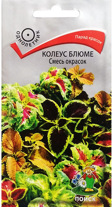 Колеус Блюме «Смесь окрасок» | Поиск