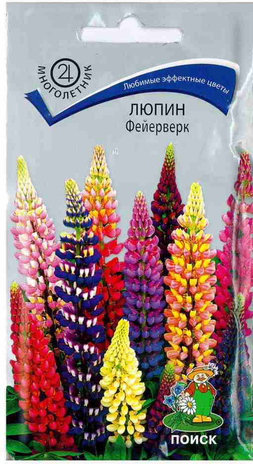 Люпин «Фейерверк» | Поиск