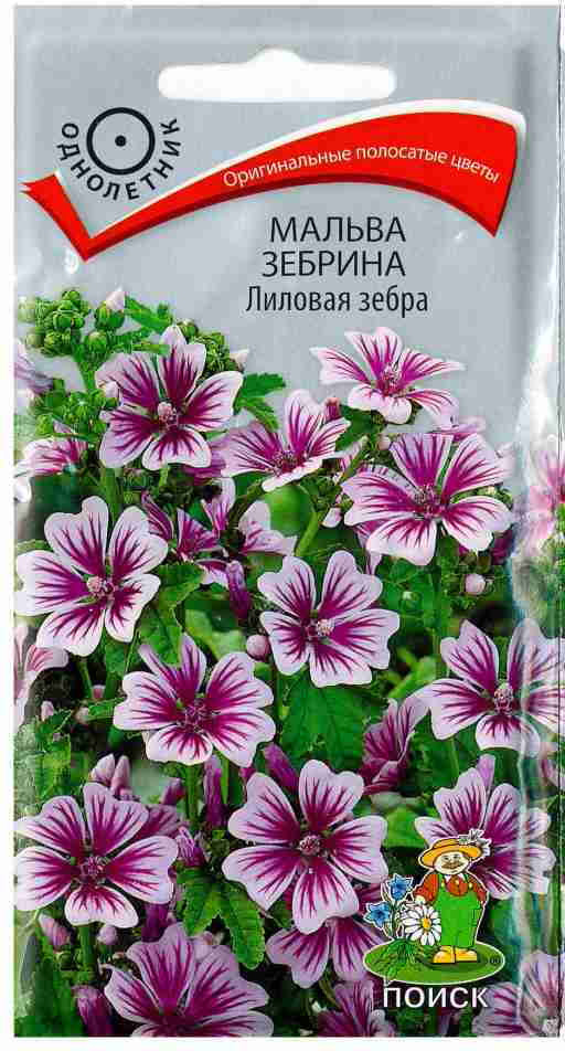 Мальва зебрина «Лиловая зебра» | Поиск