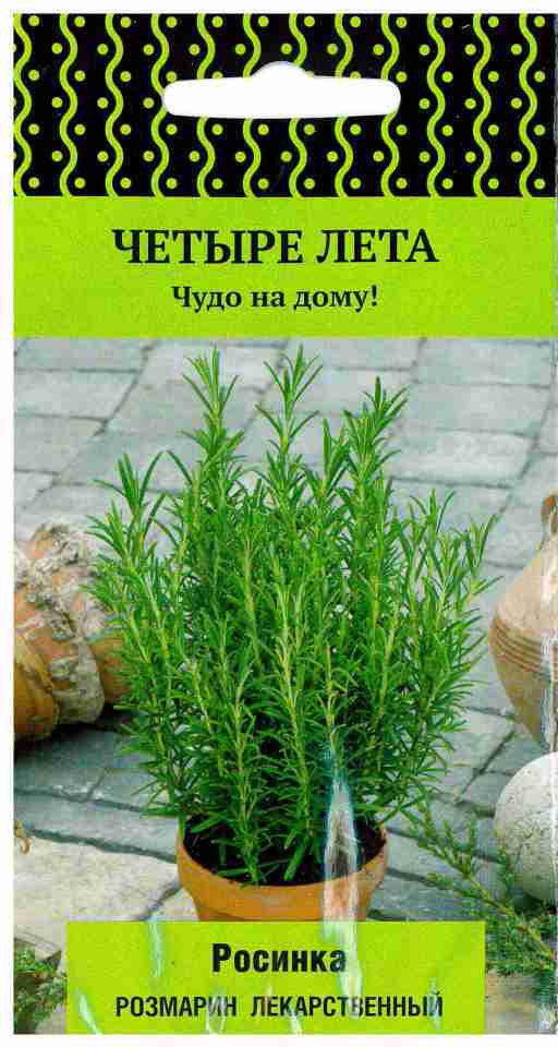 Розмарин «Росинка лекарственный» | Поиск