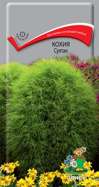 Кохия «Султан» | Поиск