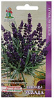 Лаванда декоративная «Услада»