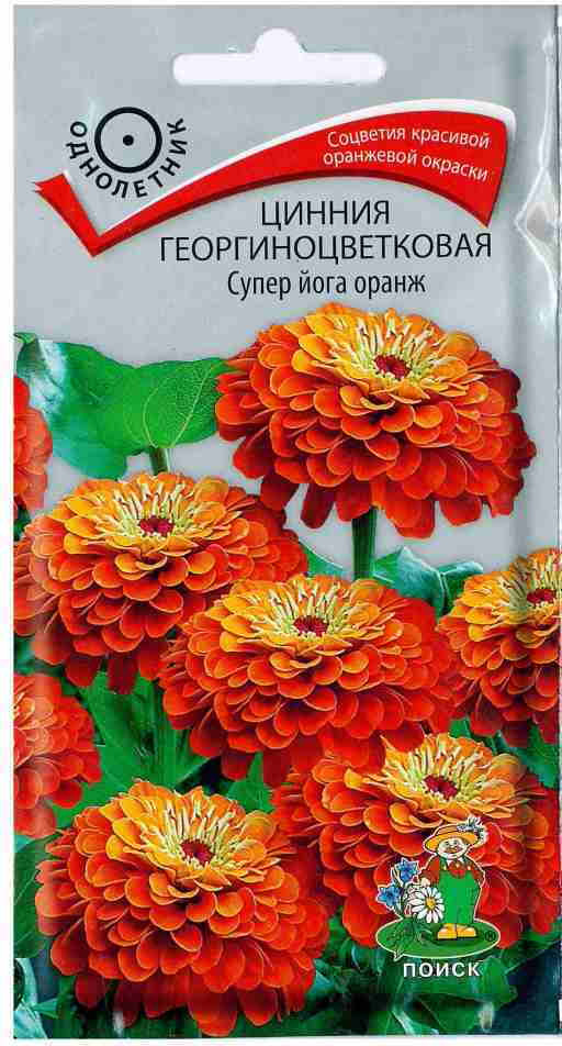 Цинния «Супер йога оранж георгиноцветковая» | Поиск
